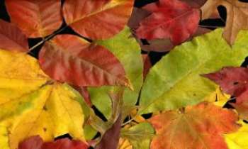 580 | Tapis de Feuilles - Suprême beauté éphémère de ces feuilles d'automne...
