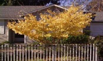 588 | Ginko - Monterey - Un arbre tout d'or vêtu...en Automne !