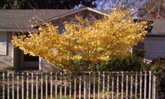 puzzle Ginko - Monterey, Un arbre tout d'or vêtu...en Automne !