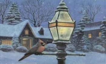 620 | La lanterne du Cardinal - La Providence prend soin des Petits... 
