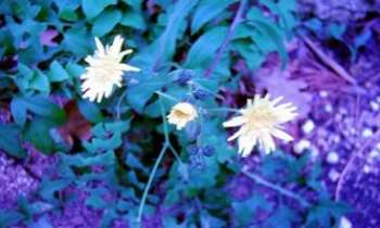 625 | Fleurs Blanches - Fleurs fragiles dans un écrin de turquoise !