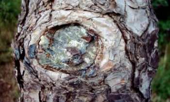 627 | Joyau naturel - Un noeud d'arbre...comme une pierre précieuse enchâssée !!