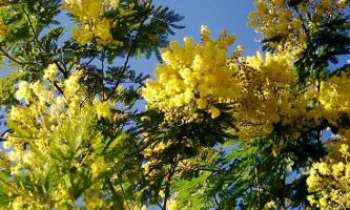 669 | Mimosa - Dans le Sud de la France, le mimosa en fleurs de...Février !