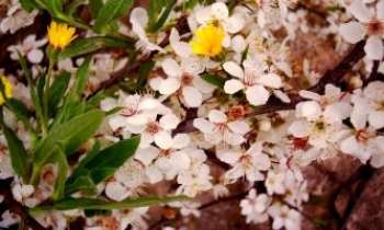 685 | Prunier en fleurs - Un air de Printemps dans le Sud de la France...