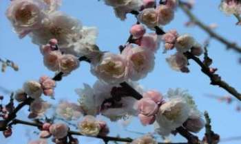 692 | Branches de Cerisier - Une trouée de ciel, fleurs éphémères, la promesse du printemps !