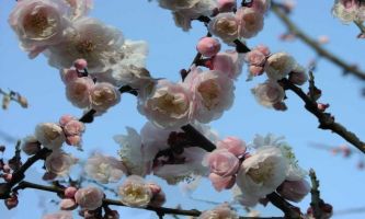 puzzle Branches de Cerisier, Une trouée de ciel, fleurs éphémères, la promesse du printemps !