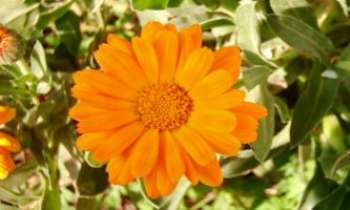 696 | Marguerite double - Une fleur de printemps au summum de sa séduction !