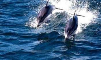 731 | Double Saut - Très réussi, ce double saut...messieurs les dauphins.