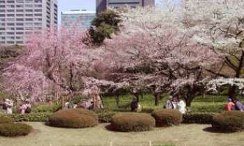 740 | Cerisiers - Japon - La nature ici ne perd pas ses droits, au coeur d'une ville moderne !