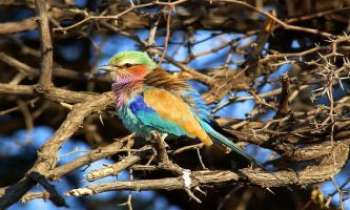 763 | Rollier multicolore - Un rollier à gorge lilas...et au somptueux plumage !
