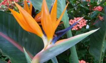 769 | Oiseau de Paradis - Cette fleur exotique...dans toute sa gloire !!