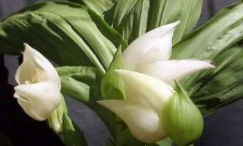 976 | Orchidée Digilander - Une des somptueuses et nombreuses variétés...d'orchidées !