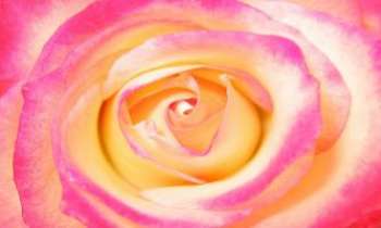 884 | Rose - Une rose flamboyante avec ses couleurs lumineuses