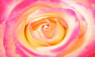 puzzle Rose, Une rose flamboyante avec ses couleurs lumineuses