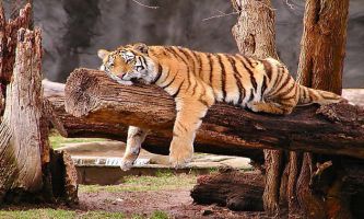 puzzle tigre, Dur dur le réveil