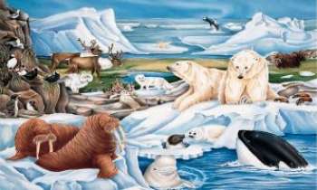 911 | le monde arctique - La merveilleuse illustration d'ours blancs, morse et d'autres animaux de l' Arctique glaciale.