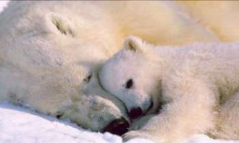 920 | Amour polaire - La mère et son bébé partagent un moment tendre au Nord gelé. 