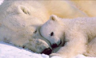 puzzle Amour polaire, La mère et son bébé partagent un moment tendre au Nord gelé. 