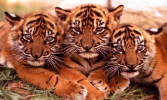 puzzle Bébés tigres, Comme ils sont mignons!