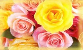 940 | Les roses de mon coeur - En souhaitant que ces quelques roses...soient aussi selon votre coeur.
