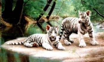 941 | Tigres blancs - Deux tigres blancs fainéantant au bord d'un lac. 