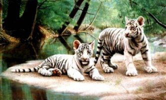 puzzle Tigres blancs, Deux tigres blancs fainéantant au bord d'un lac. 