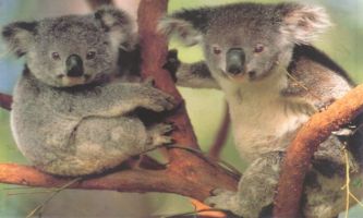 puzzle Koalas, Ne sont-ils pas mignon ?