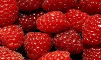 960 | Framboises - Un fruit à déguster selon ses envies ( confiture,tarte,alcool ...)
