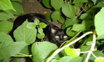 985 | Minou - Une photo de mon gros chat couché dans les hydrangés. Il est beau n'est-ce pas ?