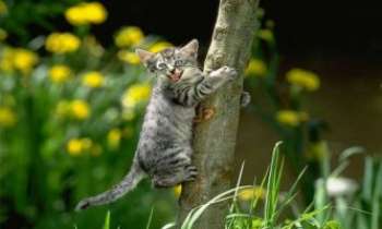 992 | Chat & arbre - J'aime grimper dans les arbres. Attendez-moi j'arrive...