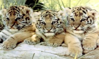 puzzle Les 3 têtes, Trois adorables bébés tigres