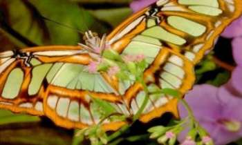 1011 | Papillon - Ce que la chenille appelle la mort, le papillon l'appelle renaissance.(Violette Lebon)