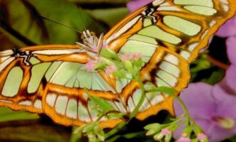 puzzle Papillon, Ce que la chenille appelle la mort, le papillon l'appelle renaissance.(Violette Lebon)
