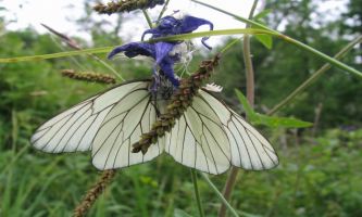 puzzle Araignée vs Papillon, Une araignée blanche dévorant un papillon blanc