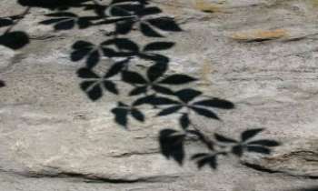 1017 | Feuilles de pierre - Reflet de feuilles d'arbre sur de la pierre