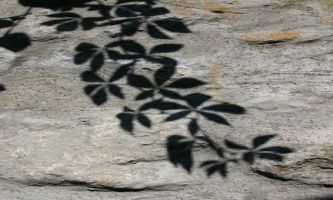 puzzle Feuilles de pierre, Reflet de feuilles d'arbre sur de la pierre