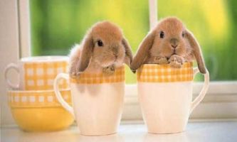 puzzle Bébés lapins, Ces deux bébés lapins sont vraiment minuscule. ils tiennent dans des tasses.
