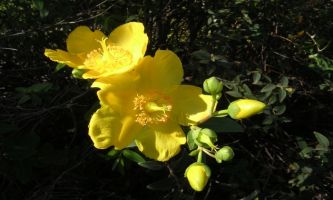 puzzle Fleurs jaunes, Boutons et fleurs jaunes