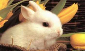1052 | Bébé lapin - Un joli lapin blanc entouré de fleurs jaunes