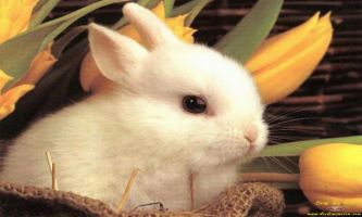 puzzle Bébé lapin, Un joli lapin blanc entouré de fleurs jaunes