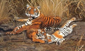 puzzle famille de tigres, Attention maman veille....