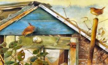 1109 | La nouvelle maison - Ces deux oiseaux ont fait de cette maison abandonnée leur nouvelle demeure
