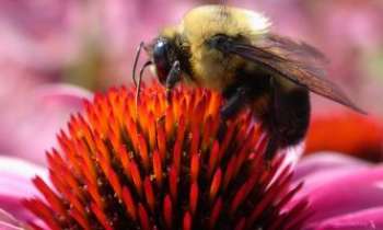 1147 | Abeille - Cette abeille a bon goût, elle a choisi une des plus belles fleur.