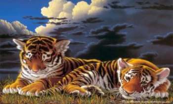 1105 | Attente - Deux bébés tigres attendent impatiemment le retour de leur mère