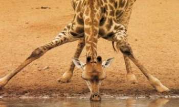 1111 | Girafe - Qu'est ce qu'il ne faut pas faire pour pouvoir boire un petit coup !!!