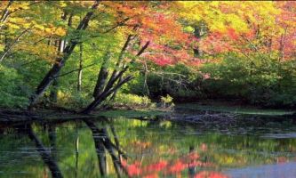 puzzle Reflet de la nature, Merveilleuse peinture de feuillus multicolores se reflétant dans l'eau. 