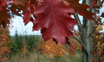 puzzle Feuilles, feuille de chêne aux couleurs de l'automne 