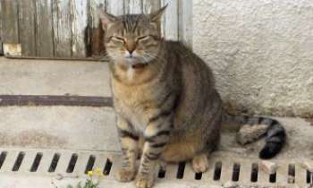 1121 | Le chat Roi - Popsy , le roi du quartier, profite du soleil, avant d'aller voir si sa gamelle est pleine !!