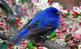 puzzle L'oiseau Indigo, De la famille des ortolans européens, le mâle de ce cousin d'Amérique affiche en été cette somptueuse couleur bleu métallique, qui lui donne aussi son nom de "nonpareil".