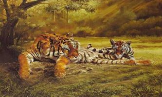 puzzle Oeil de tigre, Tigres faisant la sieste, mais  .....toujours l'oeil aux aguets